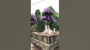chuyên bằng lăng tím lá nhỏ Đăk nông #bonsai #xuhuong