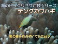 選択した画像 テングカワハギ 飼育 242309-テングカワハギ 飼育