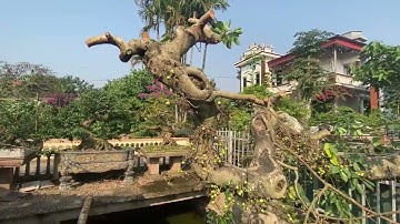 Nghệ nhân tạo dáng cây sung hàng trăm tuổi