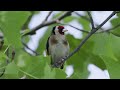 Песня Черноголового щегла (European goldfinch, Carduelis carduelis)