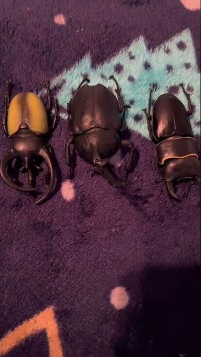 ASMR/SATISFYING SOUNDS OF INSECTS #shorts #asmr #satisfyingsounds #insect #beetle #beetles #viral