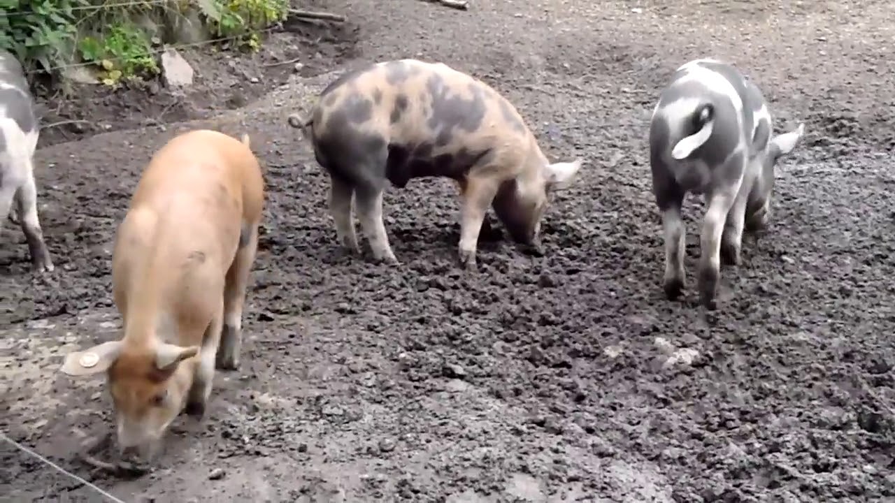 varkens-graven-naar-truffels-youtube