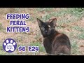 Feeding Feral Kittens, Ziggy Stardust S6 E24 Lucky Ferals Cat Vlog