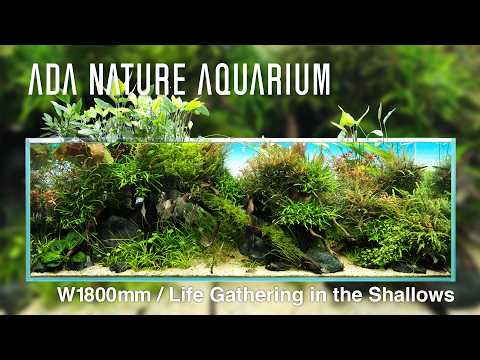 [ADAview] Life Gathering in the Shallows - W1800mm Nature Aquarium Layout -【EN/JP Sub.】