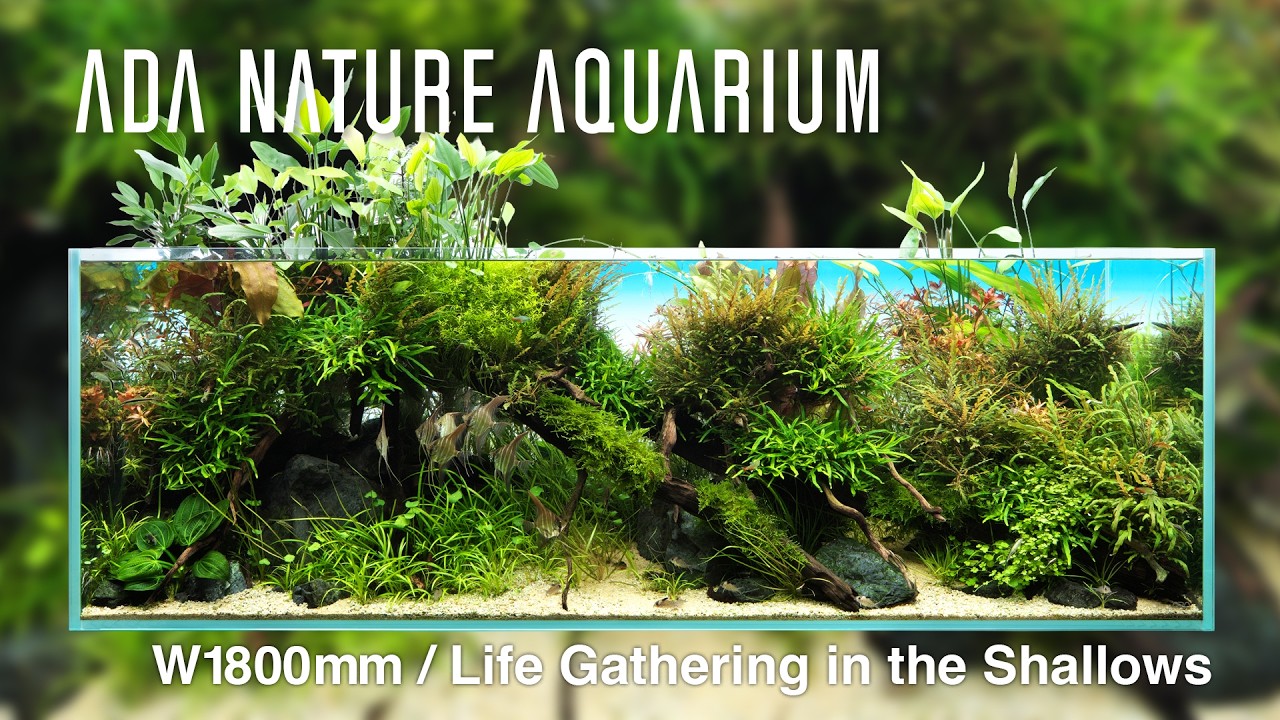 [ADAview] 浅瀬に集う生命たち - W1800mm Nature Aquarium Layout -【EN/JP Sub.】