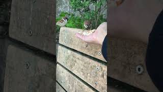 MY EYE IS ON THE SPARROWS IMG 1446N