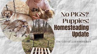 NO PIGS THIS YEAR? May Homestead Update