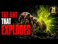 The Ant That Explodes Itself — Nature's Most Extreme Sacrifice 🐜