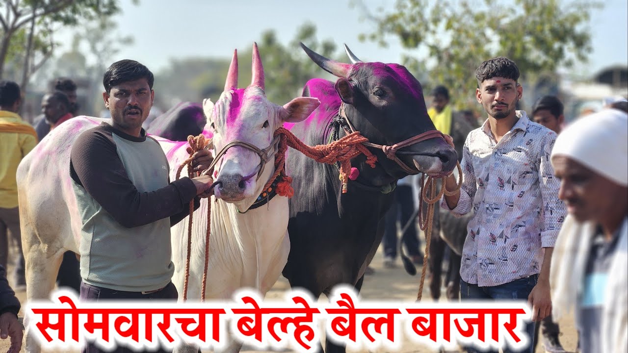 सोमवारचा बेल्हे बैल बाजार ,,दि-‌20/01/2025…Belhe Bail Bajar..Bail Bazar Belhe...#Belhe