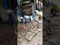 horgd #short #shorts #shortsfeed #shortvideo #viral #viralvideo #trending #foryou