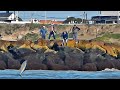 VIMOS A PESCADOR DANDO BATALLA DESDE LAS PIEDRAS..PERO SE LE COMPLICÓ...