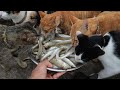 Many Cat Eating A lot of Fish | Hungry cat eating raw fish | Kitten eating raw fish