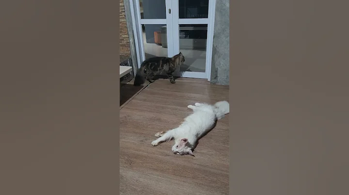 Watch the video about Suara kucing mainecoon #kucing #mainecoon #anakkucing #kitty #cats #mainecooncats #kucinglucu