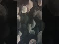 Jellyfish tank at The Maritime Aquarium at-Norwalk