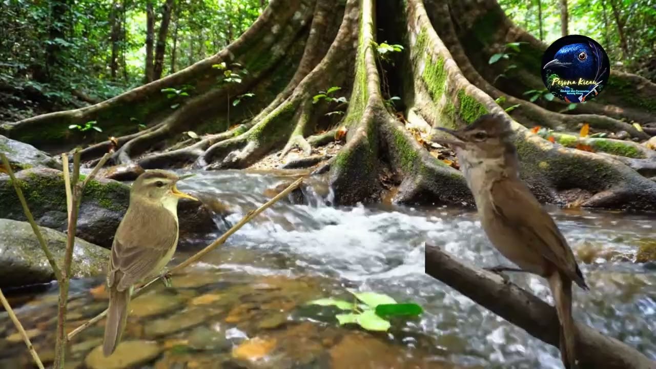 MASTERAN Kerak Basi Alis Hitam Untuk Murai Batu Gacor Sepeed Rapat - Pesona Kicau