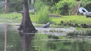 Alligator bellowing on Lake Conway AR.  I was lucky to catch this unique mating ritual. 2/6/22
