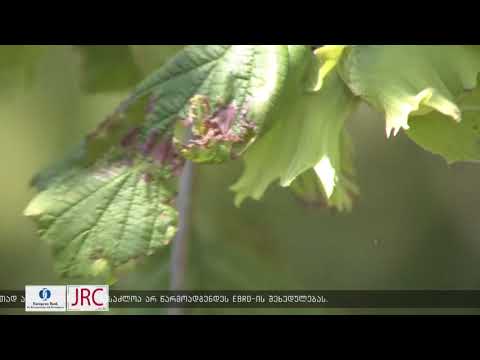 როგორ ებრძვიან აზიურ ფაროსანას ხობის მუნიციპალიტეტში