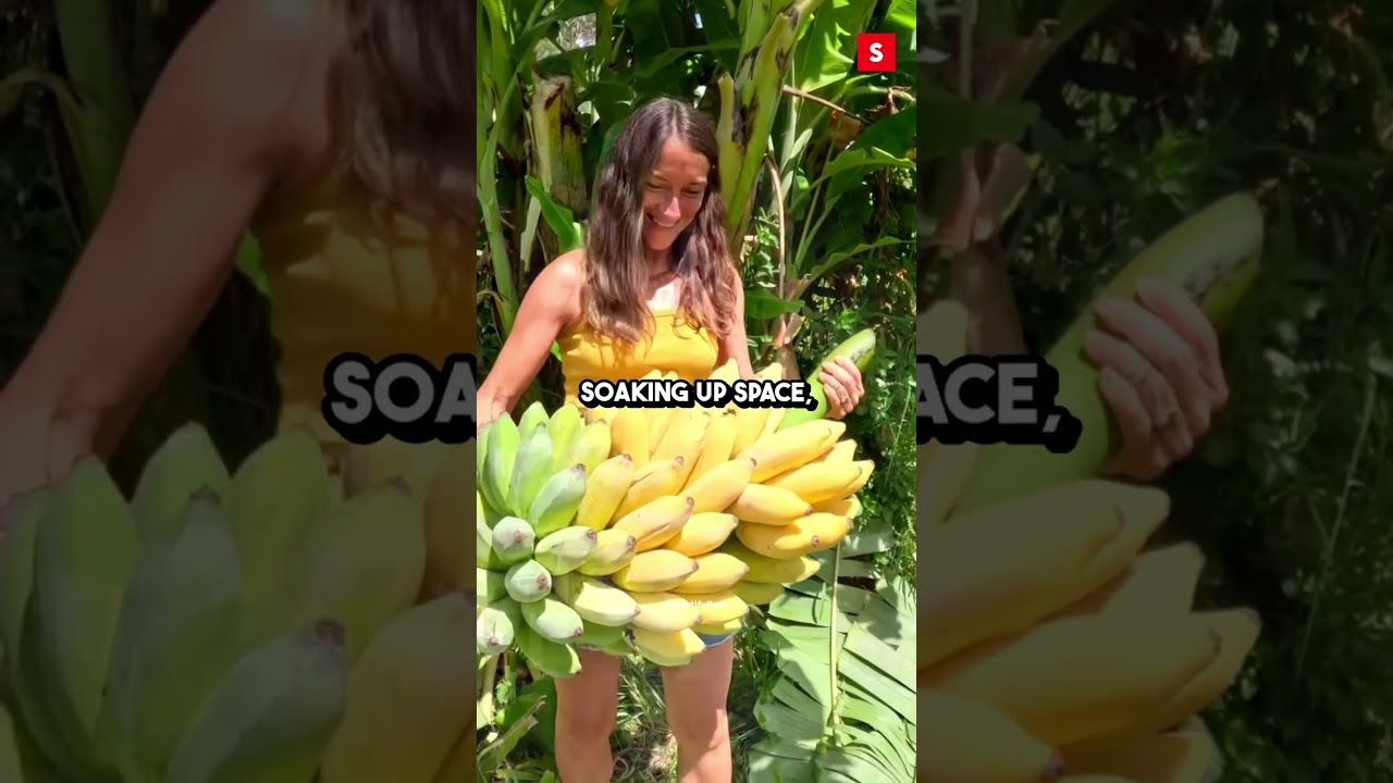  The Shocking Truth About Banana Tree Shorts