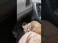 AI Story: Man Rescues a Baby Puma During a Tense Moment 🚨🐆