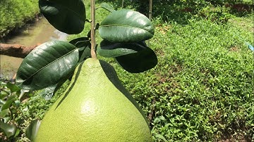 Kỹ thuật trồng Bưởi Ruby Thái Lan -vườn Bình Tân Vĩnh Long 0919705120