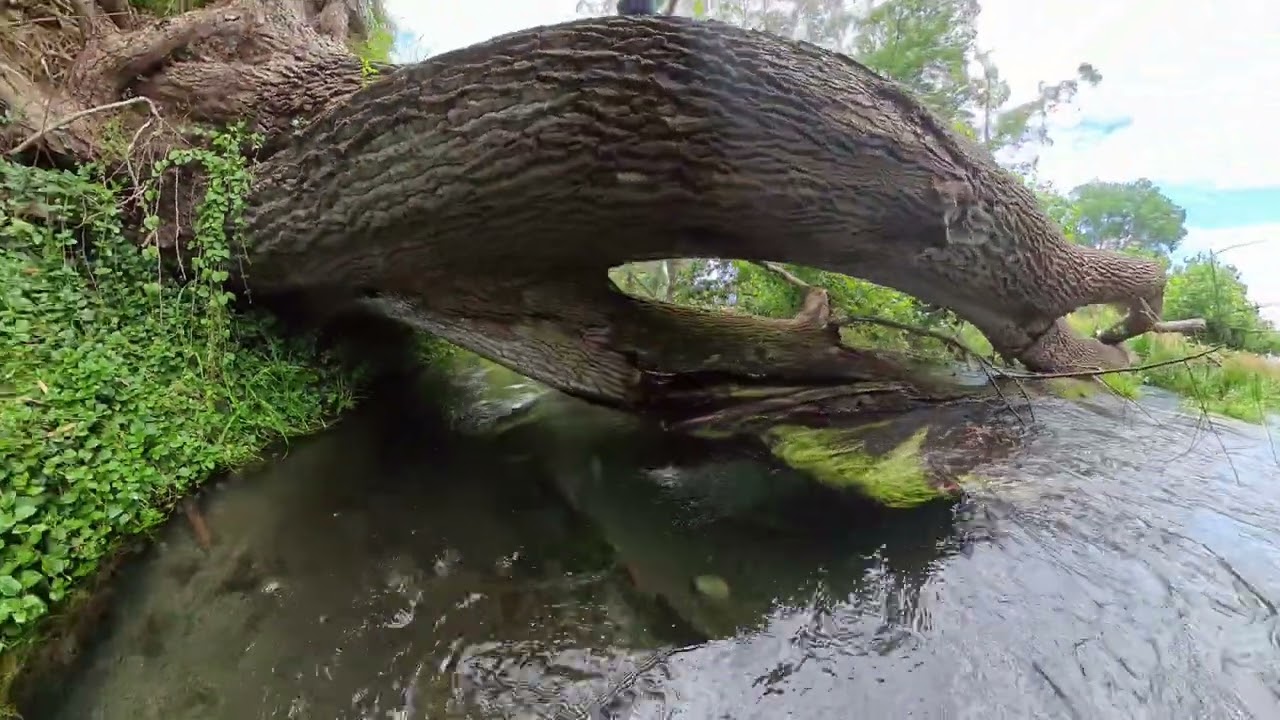 Putaruru Blue Spring