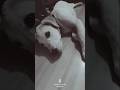 Dogs Motivation Video Kannada #motivation #hurt #breakup #doglife #dog