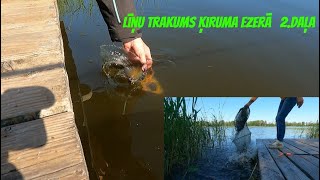 TIK DAUDZ LĪŅI...🐠🐠🐠   Divu dienu cope Ķiruma ezerā.   (2.daļa)