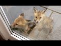 Baby Foxes Show Up At Person’s House And Their Pics Are Adorable