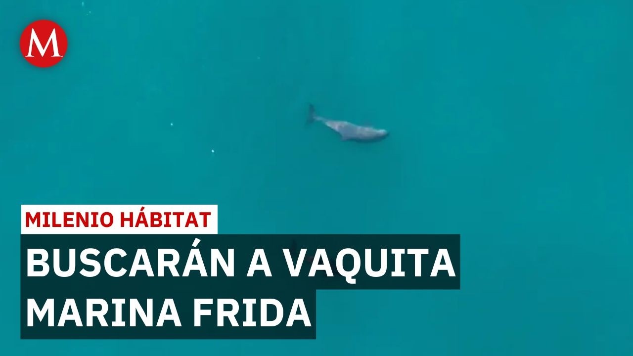Vaquita marina Frida: la esperanza que salvaría a su especie | Milenio Hábitat