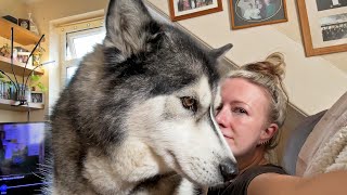 Giant Husky CRUSHES Me For A CUDDLE!