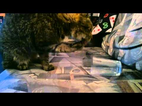 Video: Kuinka Opettaa Kissanpentu Syömään Ja Juomaan