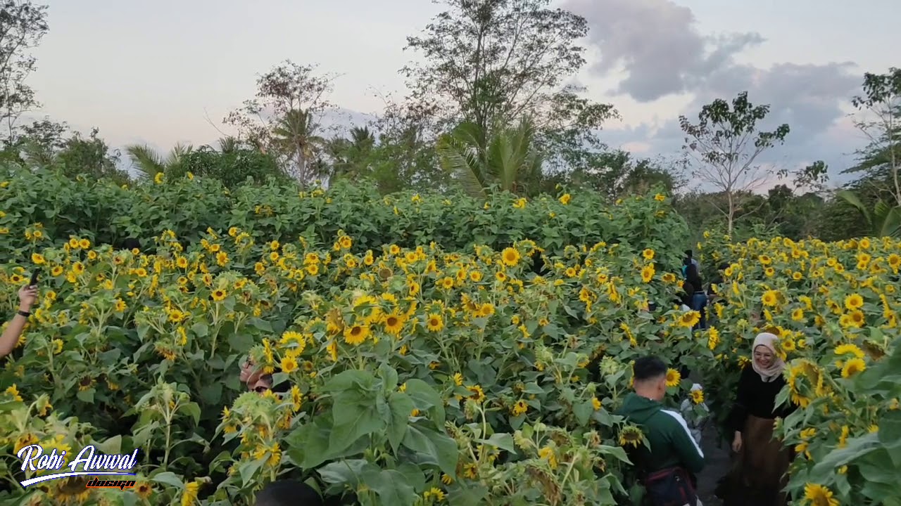  taman  bunga  matahari  oesao kupang timur YouTube