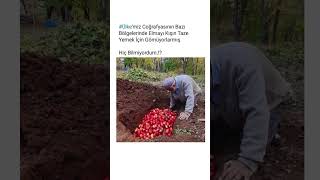 “Eskilerin Yöntemi: Elmayı Kışın Taze Tutmak İçin Toprağa Gömme Geleneği”