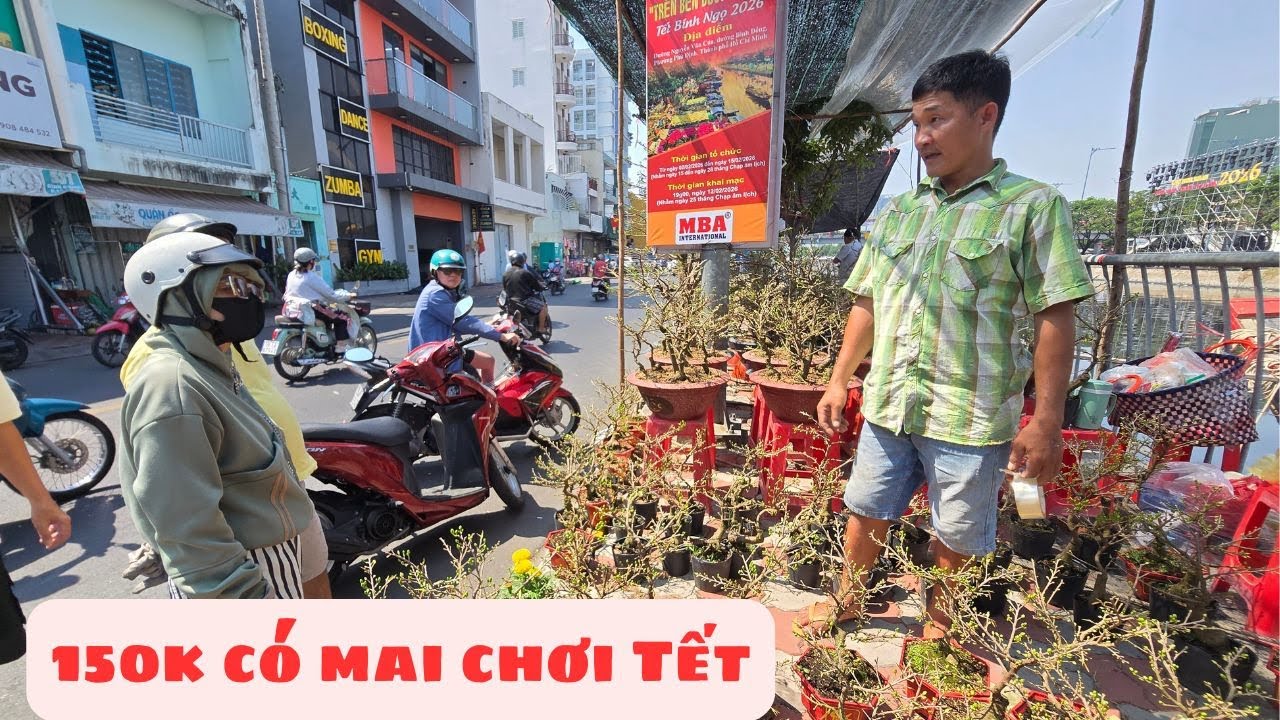 Nhiều người mua mai siêu bông 190k Bến Bình Đông Sài Gòn, hoa giấy cũng cạn hàng