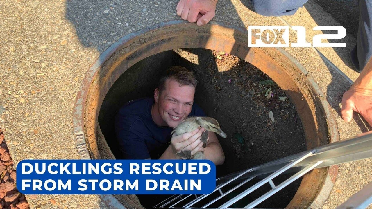 Clackamas firefighters rescue ducklings from storm drain - YouTube