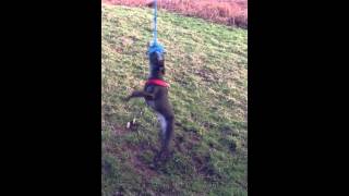 Percy On A Rope Swing