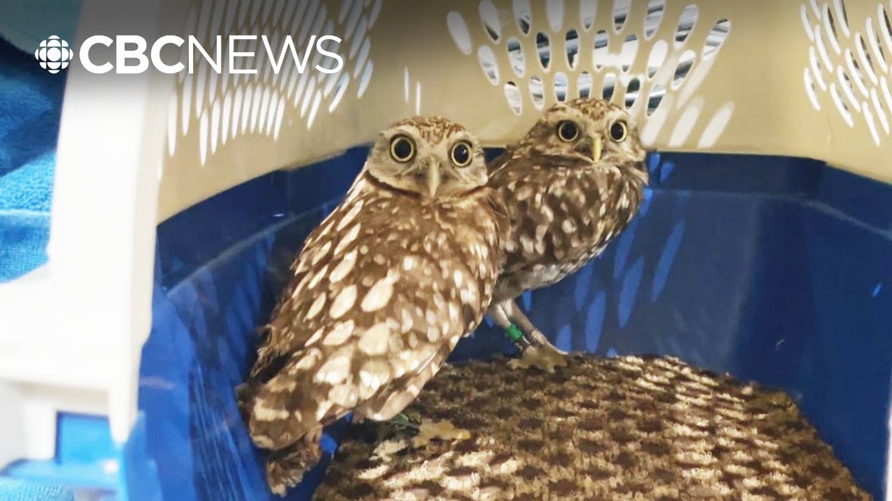 B.C. Burrowing Owl conservation group feels the pinch of rising costs