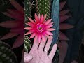 Hildewintera Hybrid ANTON MAAS Cactus Flowers Nature Gardening Cactusjerk Hildewintera Hybrid ANTON MAAS Cactus Flowers Nature Gardening Cactusjerk