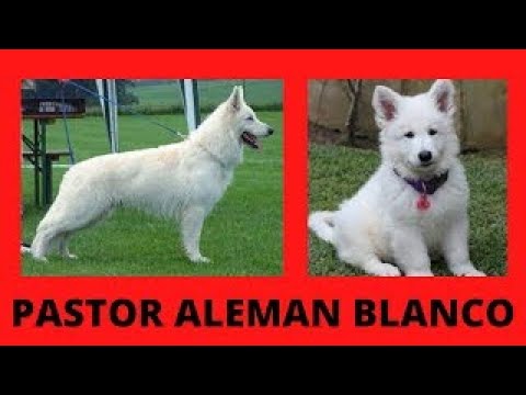 Video: Hvide hunderaser