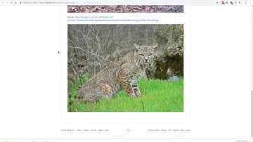 Fast.ai Deep Learning Course v3 Walkthrough - Creating Python web app to go to production - Part 1