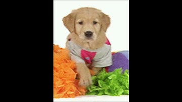 (FAKE/FICTIONAL) LG LX5460 (Alltel) - Startup and Shutdown (2003)