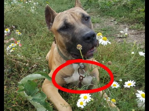 Видео: Разорвать цепь! Не привязывайте собаку на привязи