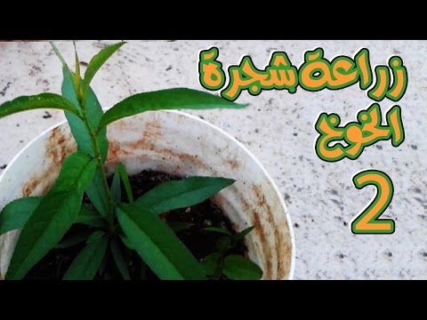 فيديو: ما هو الخوخ الصقيع: نصائح لزراعة خوخ الصقيع في المناظر الطبيعية