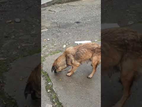 Пес голодный пес безродный. Собака 83. Мем Голодные собаки Сочи.