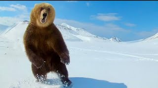 Bear Attacks Russian Campers Net Worth