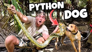 TRAINING DOG TO SNIFF OUT GIANT PYTHONS ! INVASIVE SNAKES !!