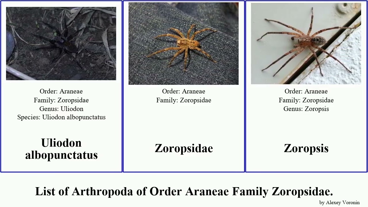 List of Arthropoda of Order Araneae Family Zoropsidae. Zoropsis Uliodon spinimana familyzoropsidae