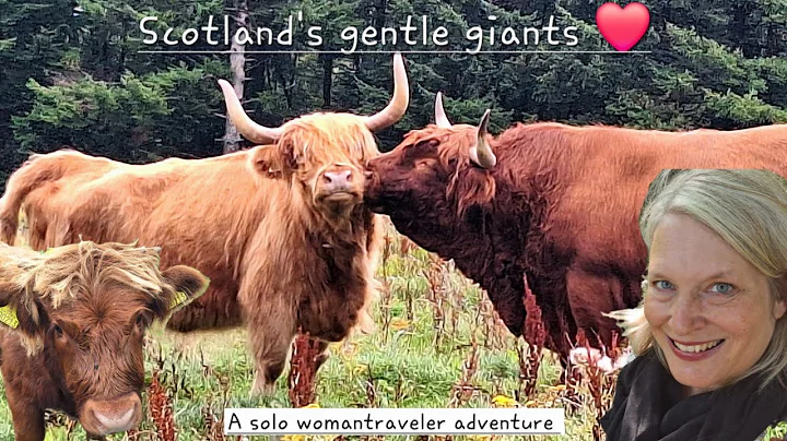 Highland Cows & Scotland’s Northeast Coast | Vanlife Roadtrip to Aberlour – solo womantraveler vlog