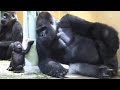 パパに遊びたいアピールする赤ちゃんを、優しく触る父ゴリラ⭐️Gorilla【京都市動物園】Momotaro gently touches the baby who wants to play .