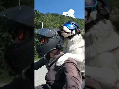 A Story of Love, Friendship, and Loyalty 🏍️ 🌎 Biker Dog